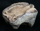 Pleistocene Fossil Tapir Molar - Florida #9961-1